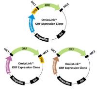 NBPF14 Novel human gene mapping to chomosome 1.