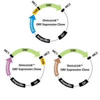 Twnk Mus musculus twinkle mtDNA helicase (Twnk), transcript variant 2, mRNA.