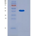 人OMGP / OMG重组蛋白aa 1-420, His tag