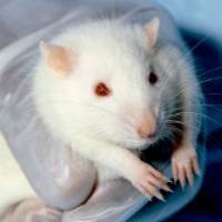 动物实验丨大/小鼠牙周炎模型