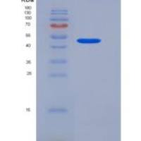 大鼠LILRA5重组蛋白Fc tag