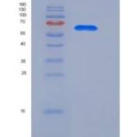 大鼠钙粘蛋白-8 / CDH8重组蛋白