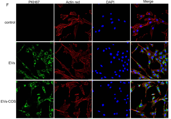 图二：外泌体示踪结果