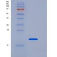 人Cynomolgus VEGF / VEGFA / VEGF165重组蛋白