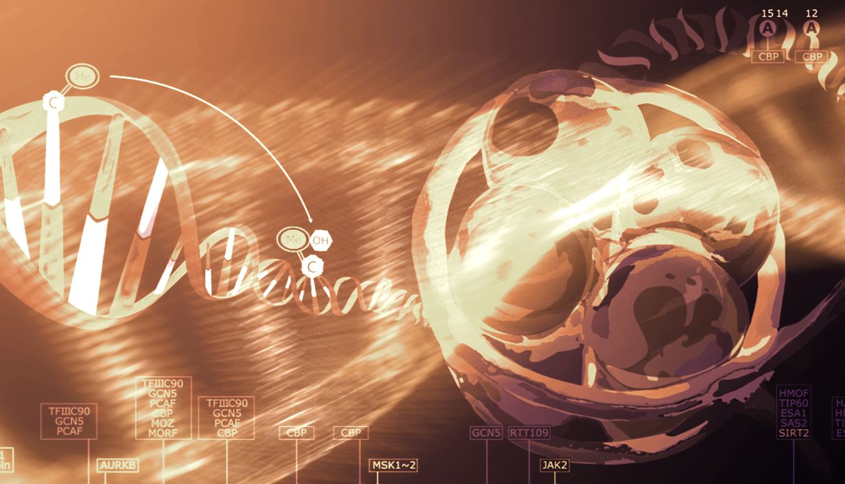 重要发现: TET2 诱导的蛋白酶体降解导致非小细胞肺癌对 EGFR 酪氨酸激酶抑制剂产生耐药性