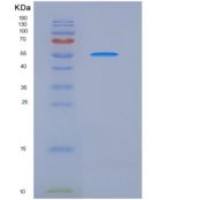 人MCSF Receptor / CD115重组蛋白