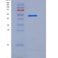 小鼠B7-H4 / B7S1 / B7x重组蛋白Fc tag