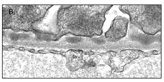 抗大鼠 Fx1A  血清 Anti Fx1A serum  