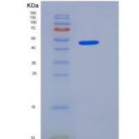 大鼠JAM-A / F11R重组蛋白Fc tag