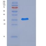 大鼠CD111 / Nectin-1 / PVRL1重组蛋白His tag