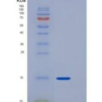 大鼠CD90 / THY-1重组蛋白His tag