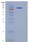 人AGO3 / Argonaute 3 / EIF2C3重组