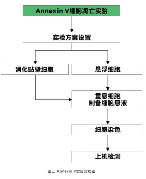Annexin V细胞凋亡实验原理及流程