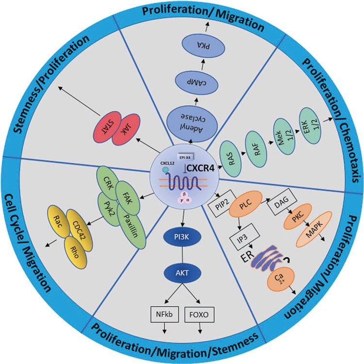 【FDA新药】全球靶向CXCR4罕见病WHIM综合征的治疗药物Xolremdi获批上市
