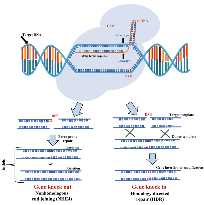 CRISPR/Cas9技术应用之基因敲除
