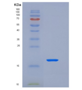 大鼠FAS / CD95 / APO-1 / TNFRSF6