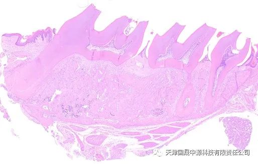 动物实验丨大/小鼠牙周炎模型