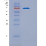 小鼠CD3D & CD3E Heterodimer重组蛋白