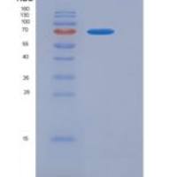 小鼠CD3D & CD3E Heterodimer重组蛋白