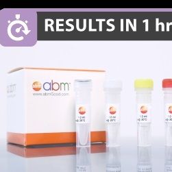 永生化人小胶质细胞-Hpv-Immortalized human microglia -Hpv