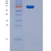 人CD3D & CD3E Heterodimer重组蛋白