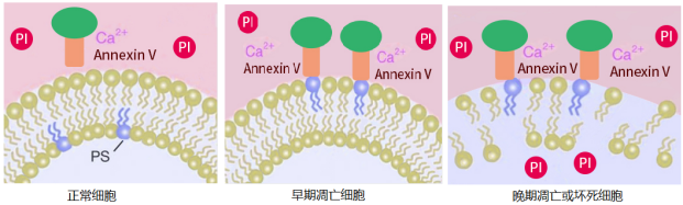 Annexin V细胞凋亡实验原理及流程