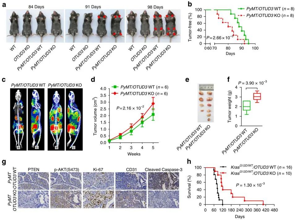 IF=16.6丨去泛素酶OTUD3稳定GRP78并促进肺肿瘤的发生