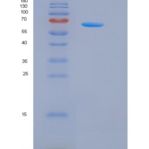 人G-CSFR / CD114 / CSF3R重组蛋白