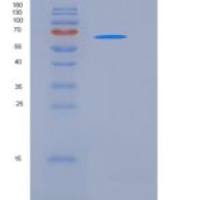 大鼠CD111 / Nectin-1 / PVRL1重组蛋白Fc tag