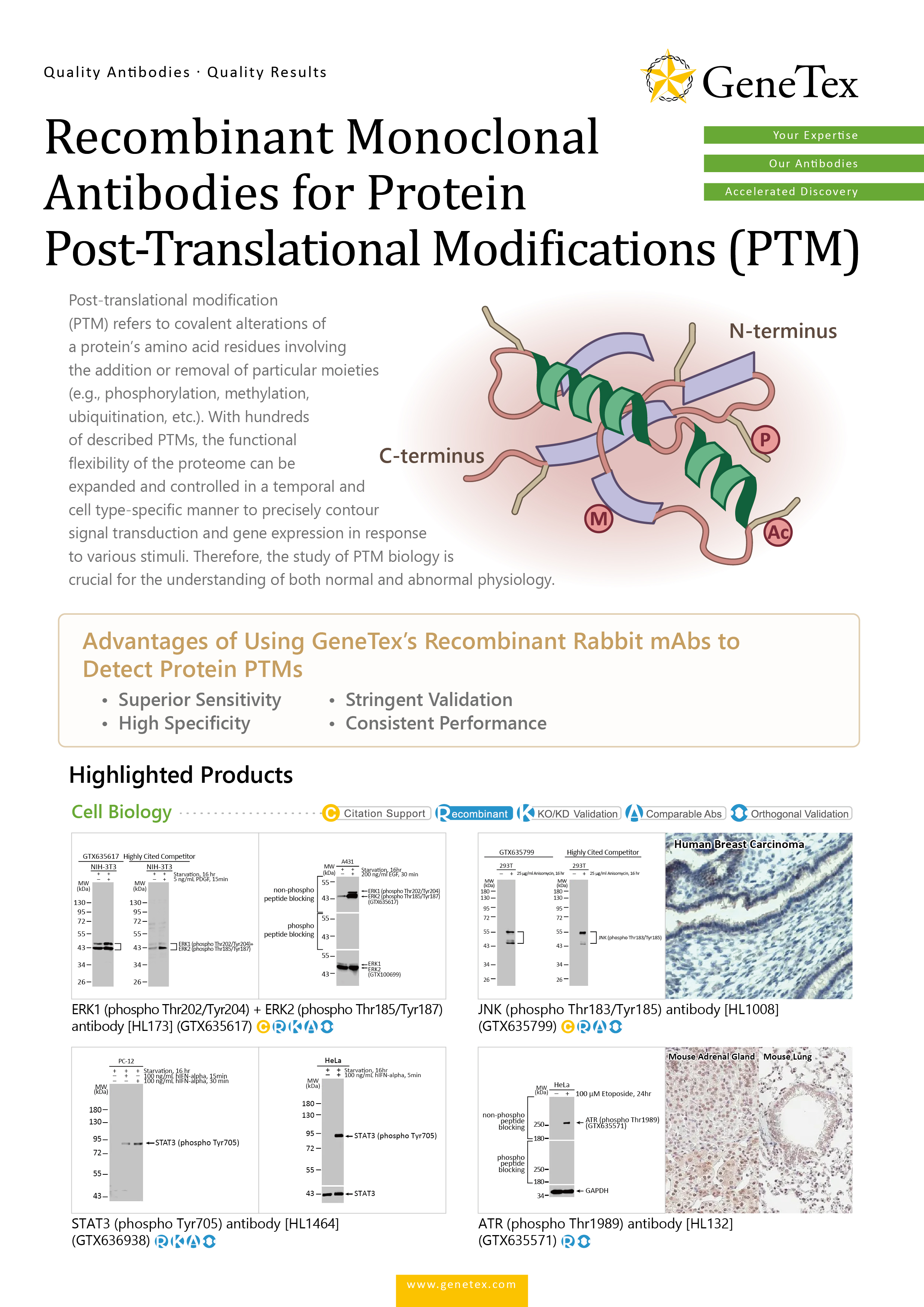 单页 -  转译后修饰
