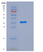 大鼠CD111 / Nectin-1 / PVRL1重组蛋白