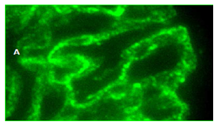 抗大鼠 Fx1A  血清 Anti Fx1A serum  