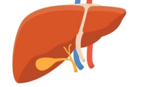 点亮模型第15期 | VX2兔肝癌原位模型