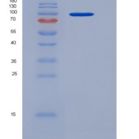 人AGO3 / Argonaute 3 / EIF2C3重组蛋白His tag