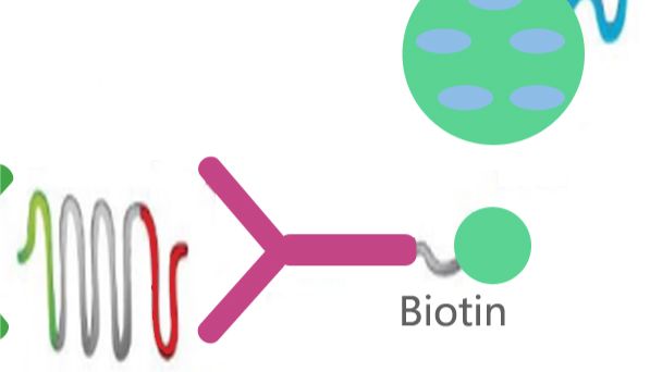 抗体/蛋白/多肽/小分子标记服务