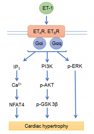 七次跨膜蛋白ETRs（ETAR/ETBR）能拯救心力衰竭吗？