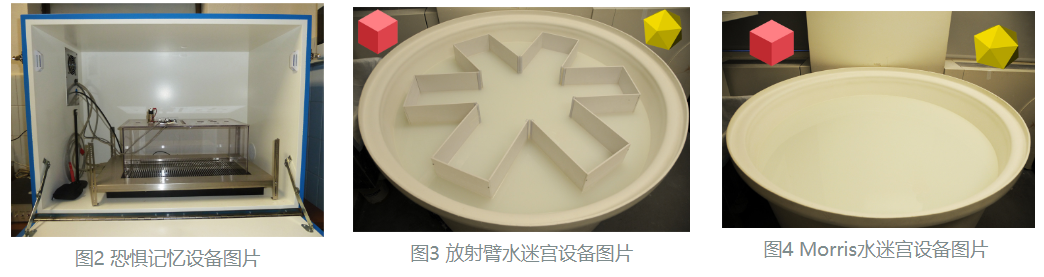 AD模型 | 阿尔兹海默病模型构建及验证方法解决方案