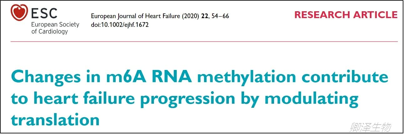Eur J Heart Fail. | 心力衰竭的m6A表观遗传调控中Polysome profiling的技术应用