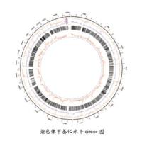 DNA 甲基化