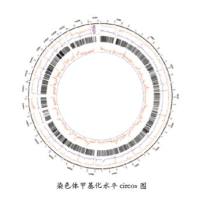 DNA 甲基化