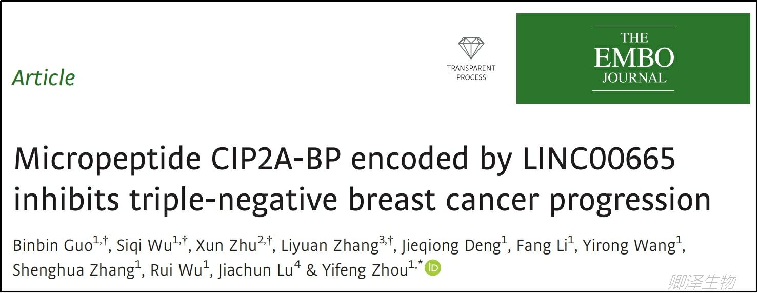 EMBO J.| Ribo-seq技术挖掘出乳腺癌中新的功能性微肽