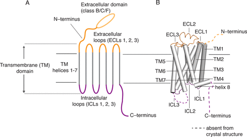 靶向GPCR的药物市场份额超1/3！GPCR多次跨膜蛋白和mRNA抗原助力药物研发