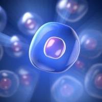 ZR-75-1人乳腺癌细胞