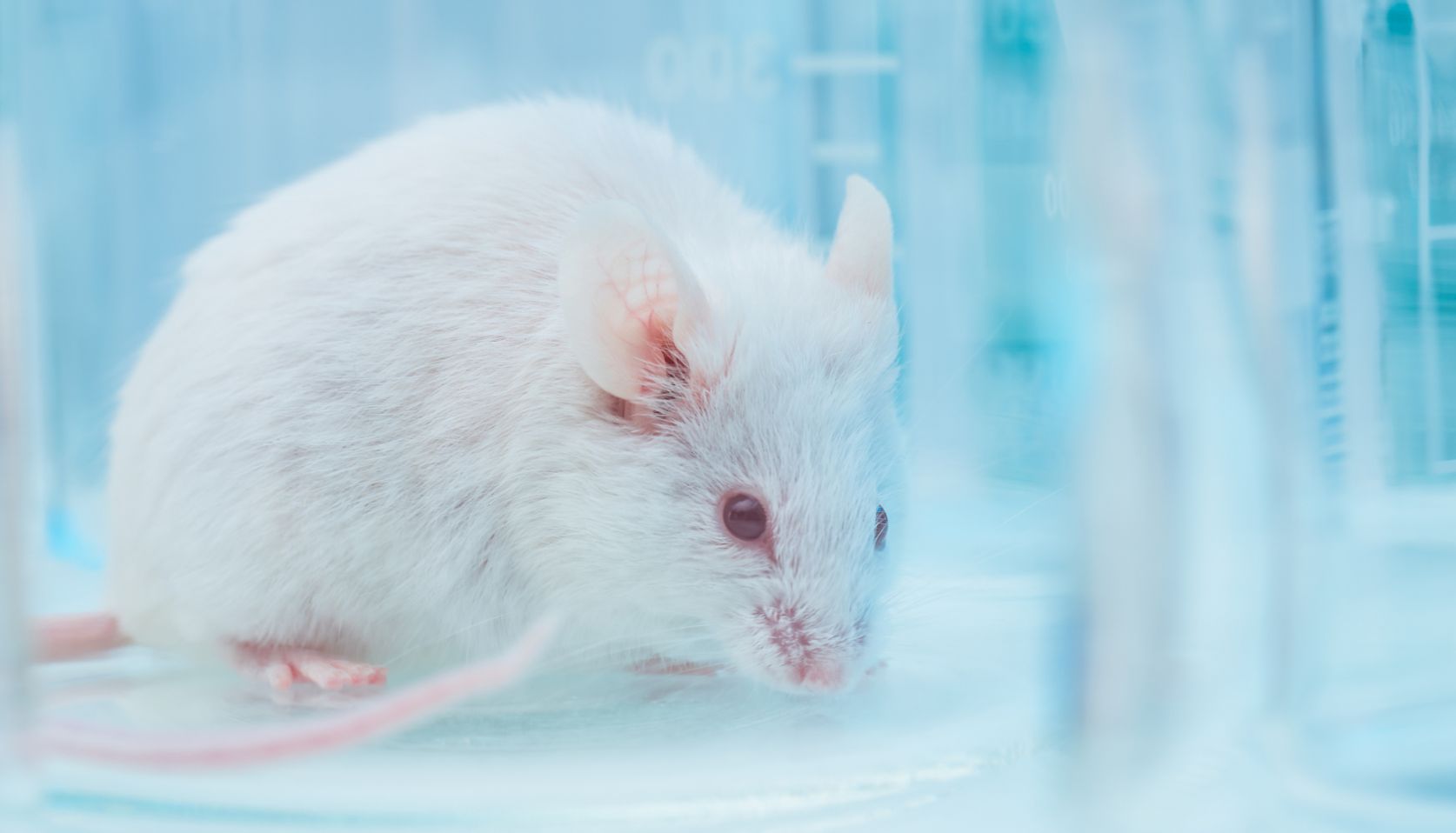 古希腊掌管结肠癌造模的神 | DSS＆AOM！