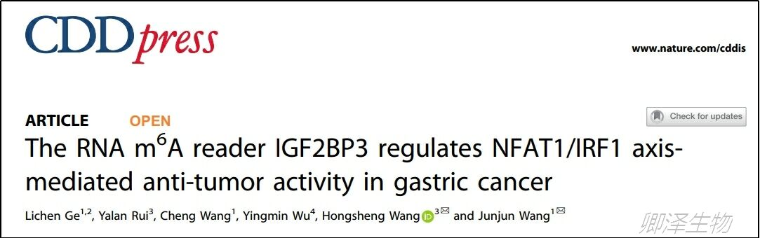 Cell Death Dis. | 胃癌的m6A表观遗传调控中Polysome profiling的技术应用