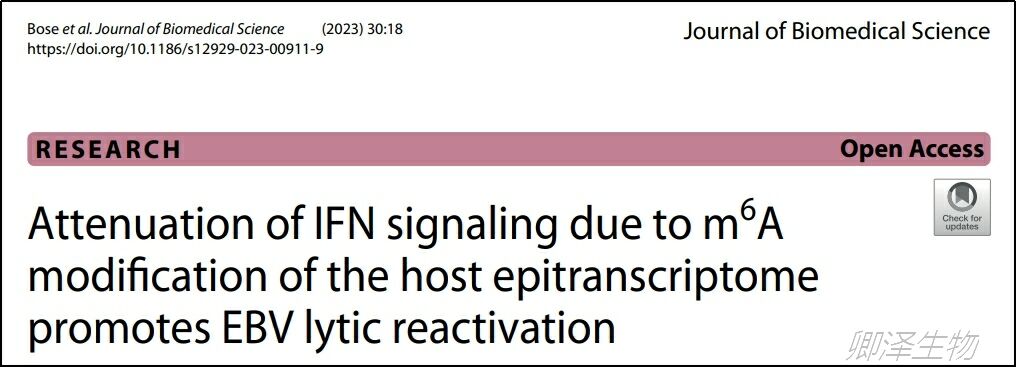 J Biomed Sci. | EBV病毒复制的m6A表观遗传调控中Polysome profiling的技术应用