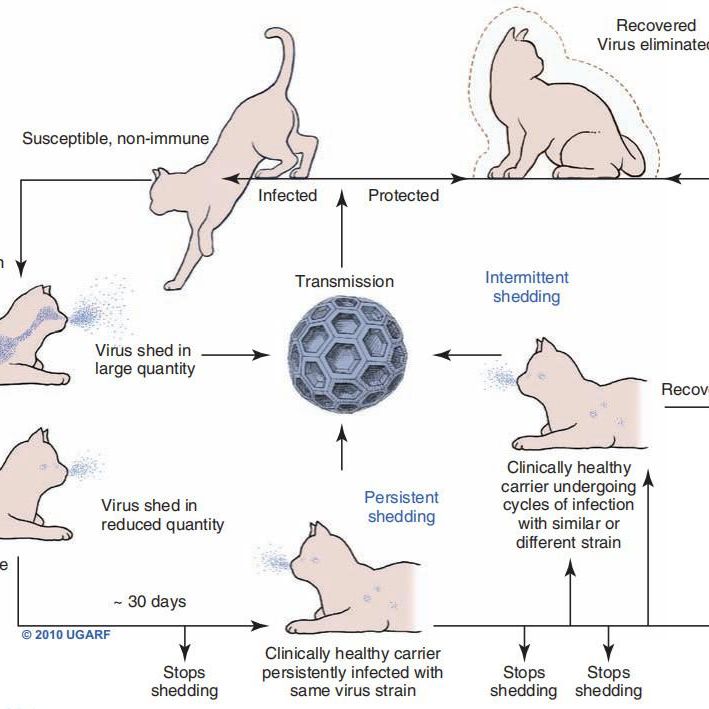 FCV VP1重组猫杯状病毒抗原蛋白