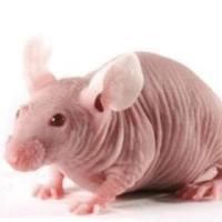 光老化动物模型构建服务