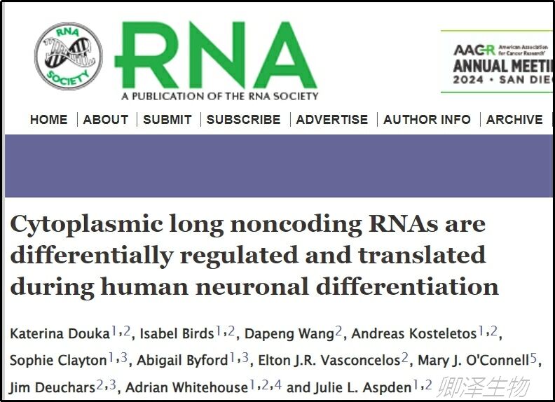 RNA. | Poly-Ribo-Seq技术揭示在人类神经元分化过程中lncRNA的翻译