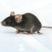 APP/PS1 (双转基因小鼠)